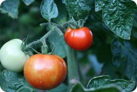 ‘Unearthing the Future’ Unpacks the Food and Farming Systems Impacting Human Health