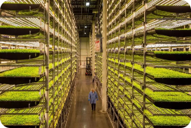 AeroFarms Files For Bankruptcy, JBS Is Building a Cultivated Meat Factory