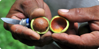IFAD Boosts Investments in Rwanda Nut Company’s Farmers